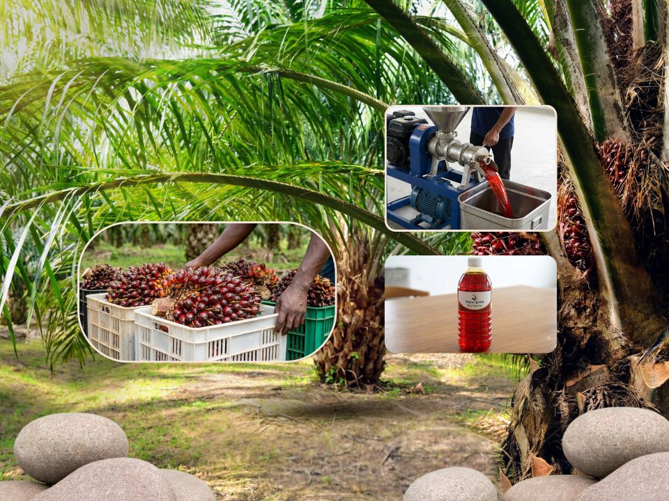 Traditional palm oil extraction challenges